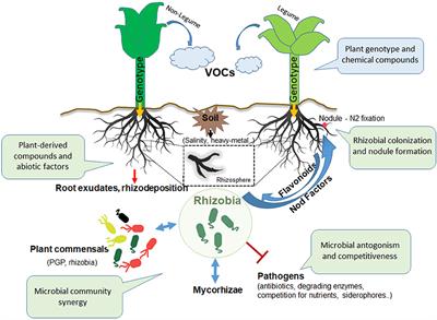 The Rhizosphere Talk Show: The Rhizobia on Stage